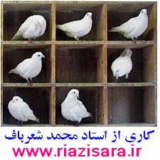لانه کبوتر