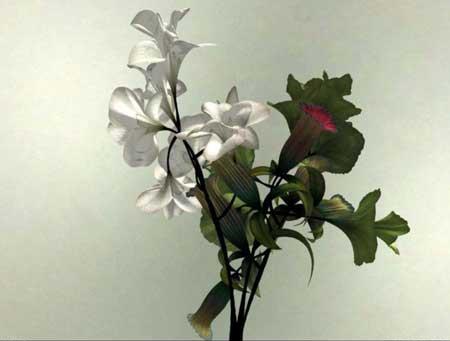 گل‌های زیبا و معادلات ریاضی