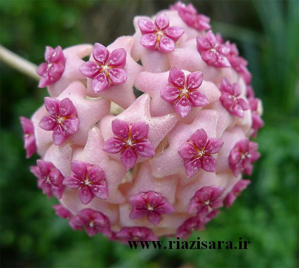هیا آلدریچی