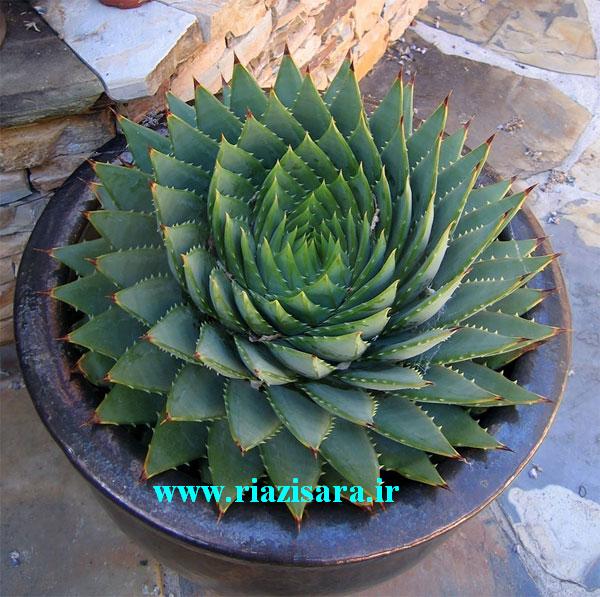 گیاه مارپیچ آبدار