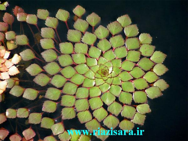 لودویگیا سلدیودز