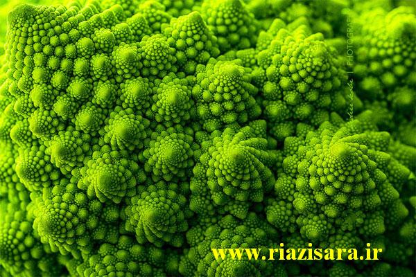 رومانسکو بروکلی