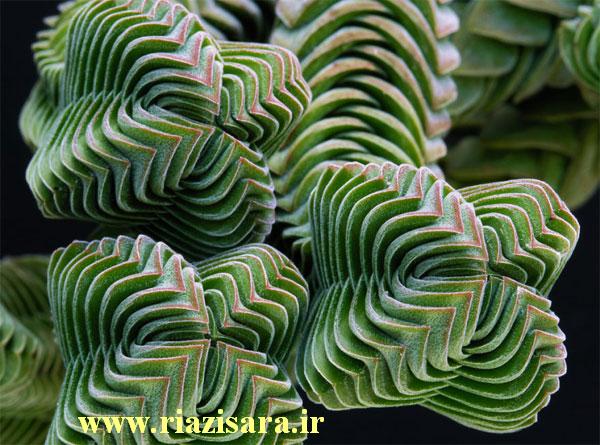 گیاه مقبره بودا