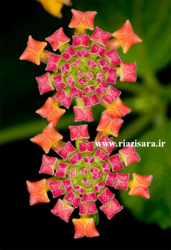 گل هایی مانند تزیین فرش