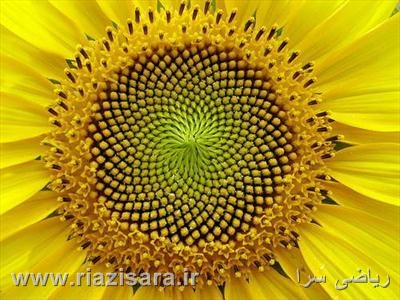 نسبت طلایی نسبت طلایی